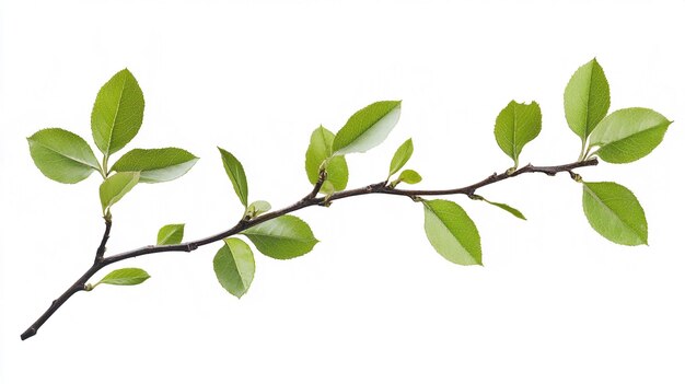 Photo a branch with green leaves and a white background