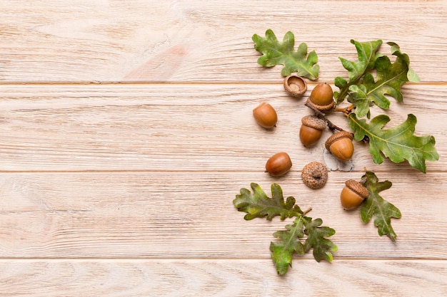 Branch with green oak tree leaves and acorns on colored background close up top view