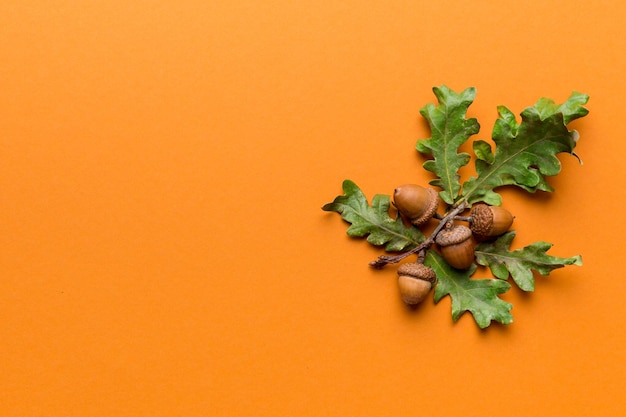 Branch with green oak tree leaves and acorns on colored background close up top view