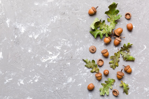 Branch with green oak tree leaves and acorns on colored background close up top view