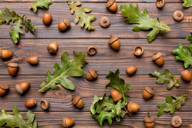 Branch with green oak tree leaves and acorns on colored background close up top view