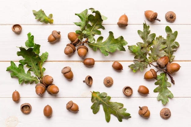 Branch with green oak tree leaves and acorns on colored background close up top view