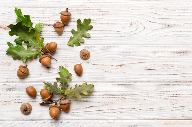 Branch with green oak tree leaves and acorns on colored background close up top view