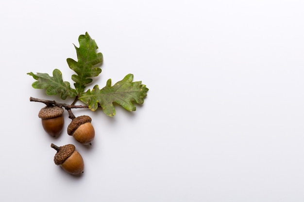 Branch with green oak tree leaves and acorns on colored background close up top view