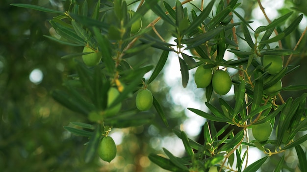 Branch with green olives