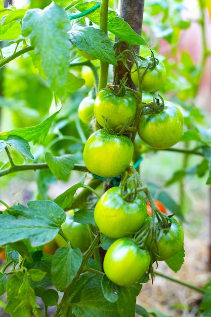 Branch with green tomatoes on a bush Growing and caring for tomatoes Selective focus