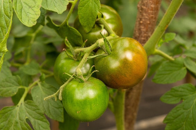 Branch with green unripe tomato fruits