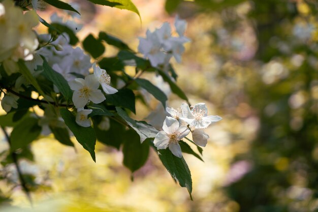 Branch with jasmine flowers