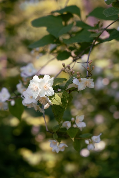 Branch with jasmine flowers