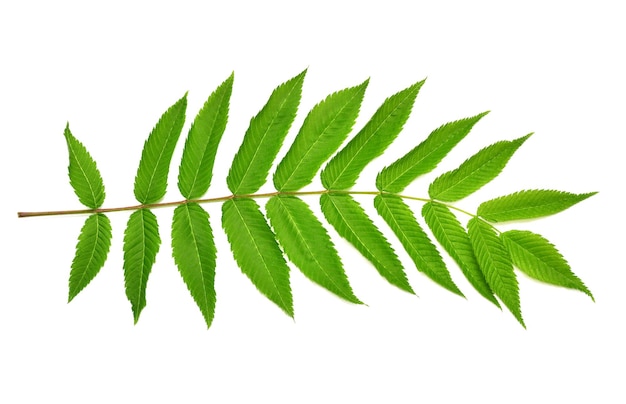 Branch with leaves astilba isolated on white background Twig green leaf Spring time Flat lay top view