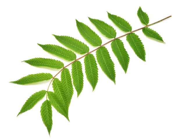 Branch with leaves astilba isolated on white background Twig green leaf Spring time Flat lay top view