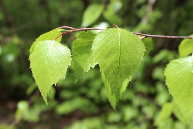 Branch with leaves in the forest closeup on a blurred background