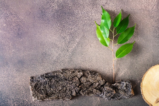 Branch with leaves from the bark of a tree on a brown background The concept of protecting nature