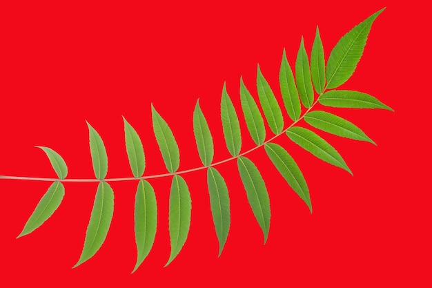 Branch with leaves on a red background vegetation and botany