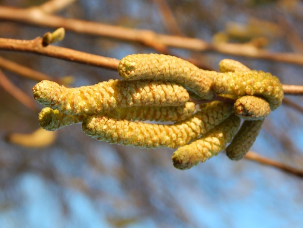 A branch with the leaves of a tree with the leaves of a tree with the leaves of a tree with the leaves of a tree with the leaves of a tree with the branches of it.