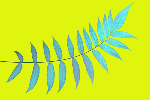 branch with leaves on a yellow background. vegetation and botany