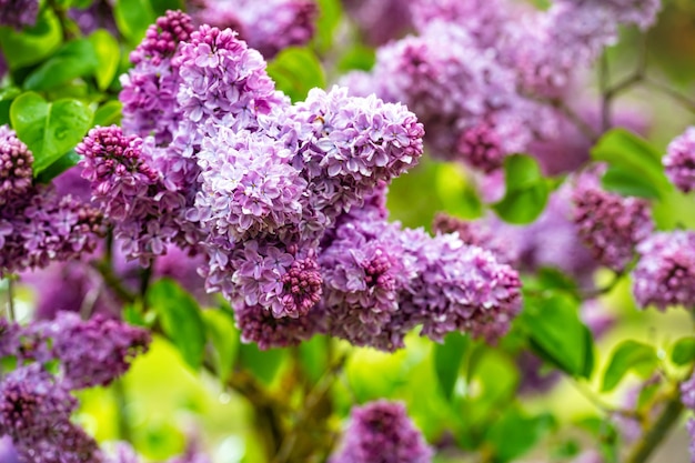 Branch with lilac spring flowers bright blooms of spring lilacs bush soft focus closeup