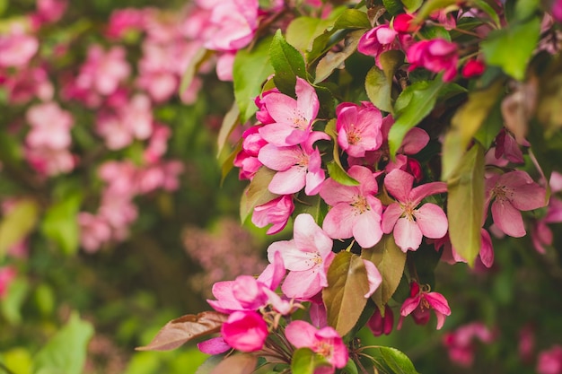 Branch with many vivid decorative red crab apple flowers and blooms in a tree in full bloom in a garden in a sunny spring day beautiful outdoor floral background photographed with soft focus