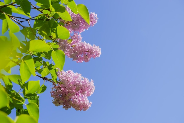 Branch with pink lilac spring flowers bright blooms of spring lilacs bush soft focus closeupgreen leaves Spring blossom on blue sky background copy space