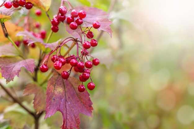 Branch with red berries viburnum on autumn background.