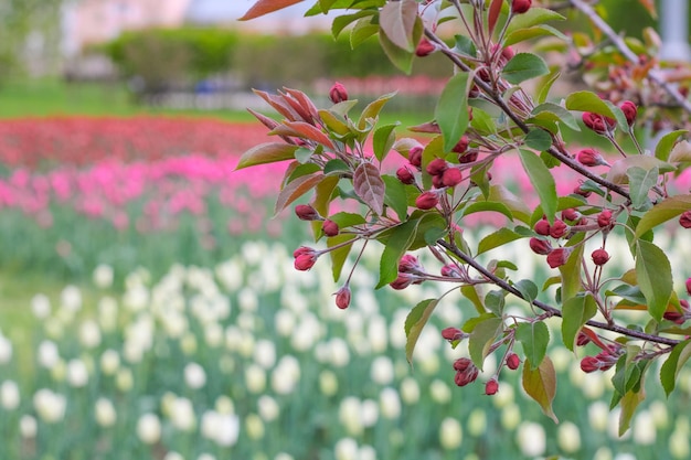 Branch with red flowers on the background of the park