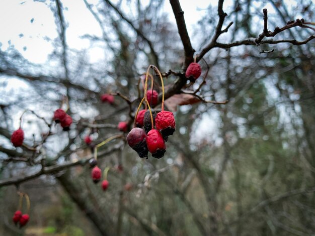 A branch with red fruit on it