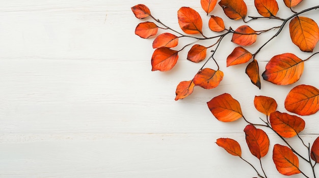 branch with red leaves on a white background