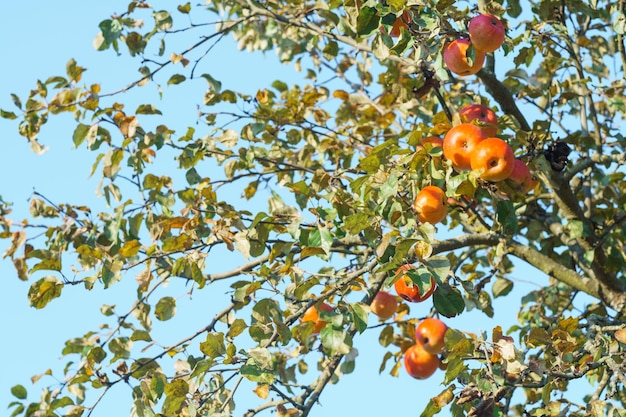 Branch with red yellow apples on apple tree in autumn against blue sky Ripe juicy fruits of apple