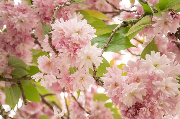 A branch with sakura flowers a beautiful spring background