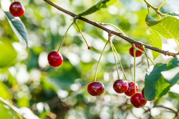 Branch with several red cherry ripe fruits