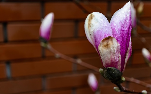 Branch with some pink flowers and buds of magnolia on a background of blurred background of red bric