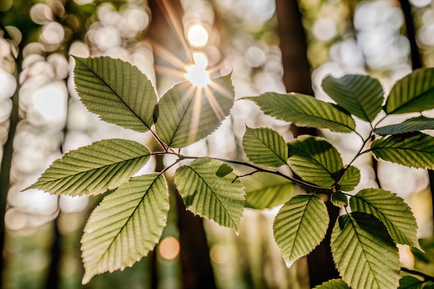 Photo a branch with the sun shining through the leaves