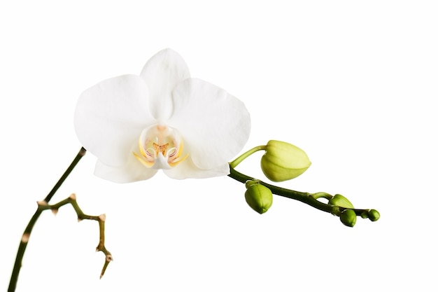 Branch with tropical orchid flowers isolated on white .