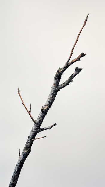 a branch with a twig on it that has a twig on it