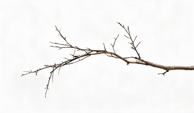 Photo a branch with a twig on it