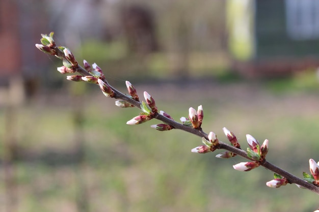 Branch with unopened buds of Prunus tomentosa's flowers