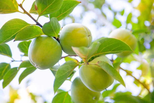 A branch with unripe persimmon fruits in the garden against the blue sky in the background light