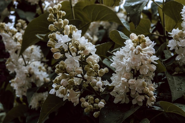 Branch with white lilac flowers