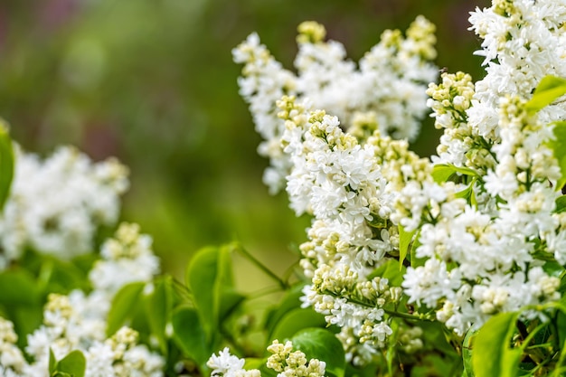 Branch with white lilac spring flowers bright blooms of spring lilacs bush soft focus closeup