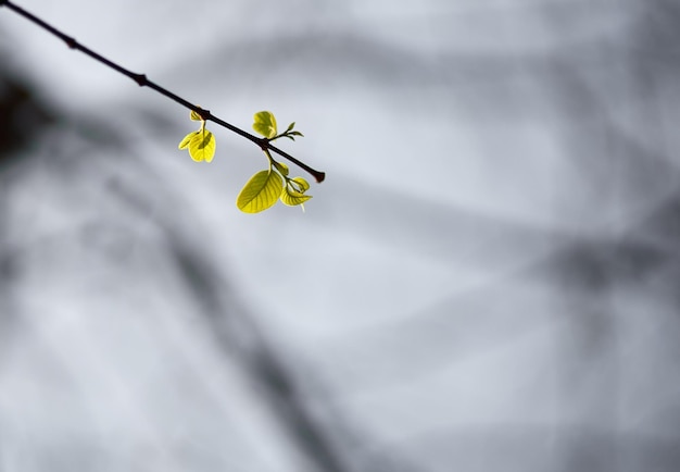 A branch with yellow leaves and a grey background