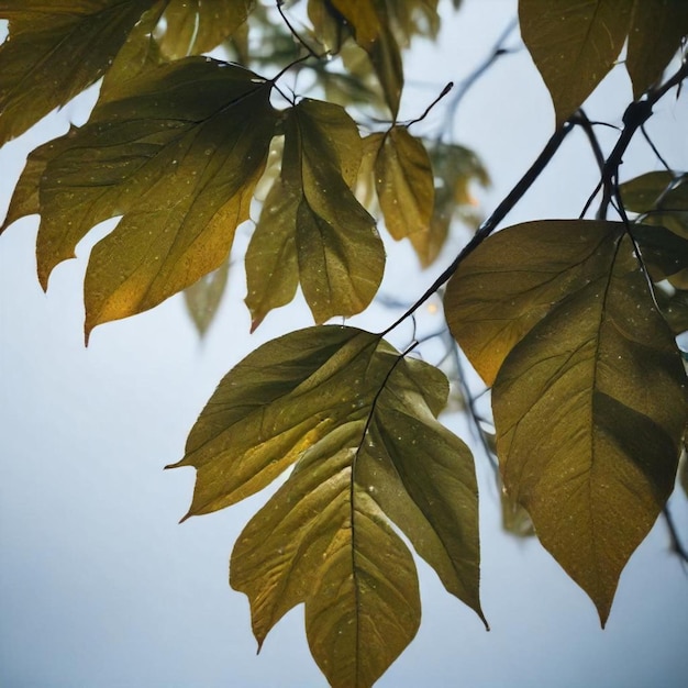 a branch with yellow leaves that says  autumn