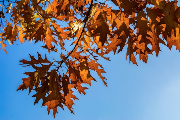 Branch with yellow oak leafs over the blue sky