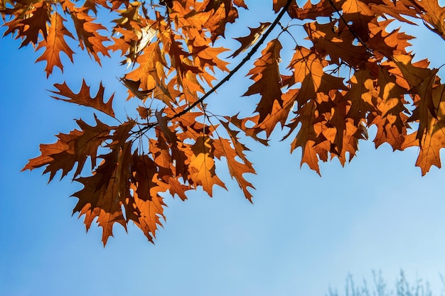 Branch with yellow oak leafs over the blue sky