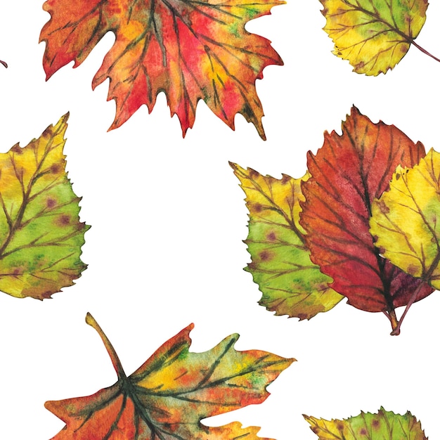 Branch with yellow and red autumn leaves Seamless pattern on a whit background Watercolor illustration Clip art botany foliage