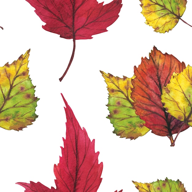 Branch with yellow and red autumn leaves Seamless pattern on a whit background Watercolor illustration Clip art botany foliage