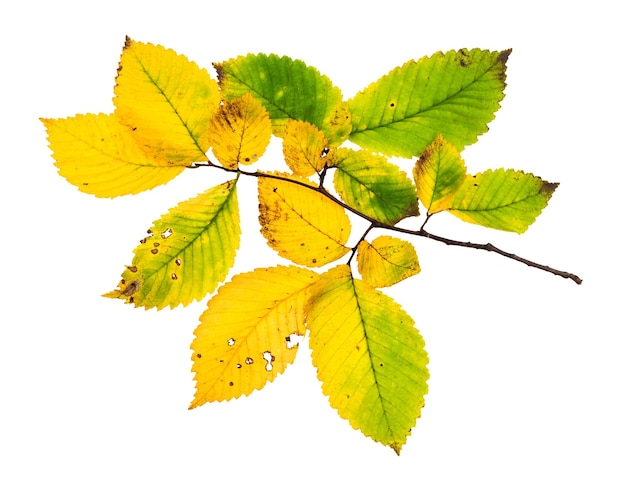 Branch with yellowing leaves of elm tree in autumn