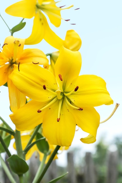 Branch of yellow lily closeup on the background of nature