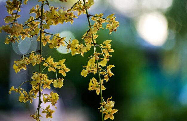 Photo a branch of yellow orchids with the word orchids on it