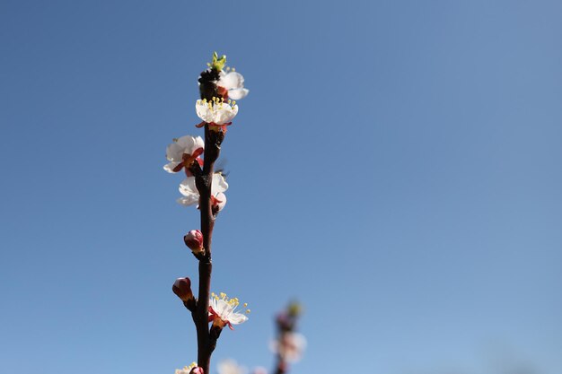 Branche of White Cherry Blossoms