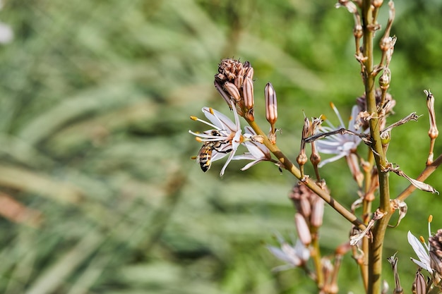 Branched Asphodel A species of asphodel also known as King's Wand King's Staff and Small Asphodel its botanical name is Asphodelus Ramosus Bee on flower collecting pollen